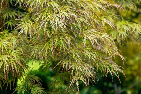 View of Acer palmatum dissectum - Japanese maple tree branch with leaves, wet after rain, growing in...