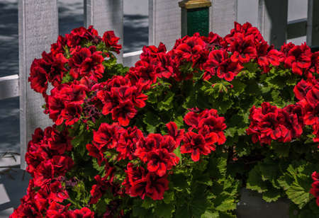 Beautiful blooming pelargonium with bright red flowers, growing in a gardenの写真素材