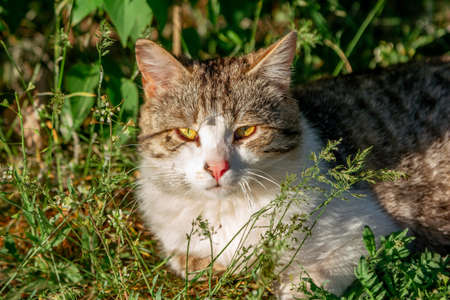 Cute gray and white cat with orange eyes and pink nose, enjoying warm sunny weather, laying on the...