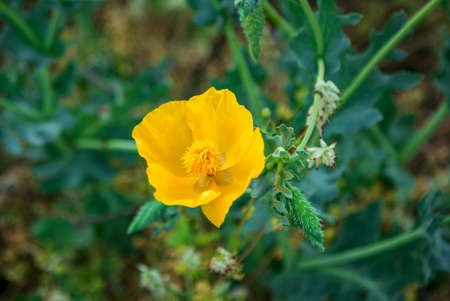 Beautiful blooming bright yellow wild poppy flower, growing on the meadow. Summer nature.の写真素材