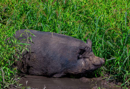 Large fat dirty brown pig relaxing in a mud puddle on the meadow in a farm. Domestic animal.の写真素材
