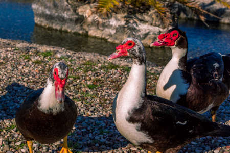 Muscovy duck with black and white feather walking on a sea shore near calm clear water