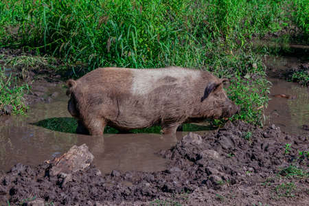 Large fat dirty brown pig relaxing in a mud puddle on the meadow in a farm. Domestic animal.