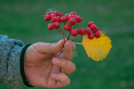 Man`s hand holding ripe red rowan berries on a branch with yellow leaf. Autumn park.
