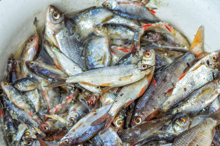 ust caught small crucians in a bucket. Fresh fish. Fishing.
