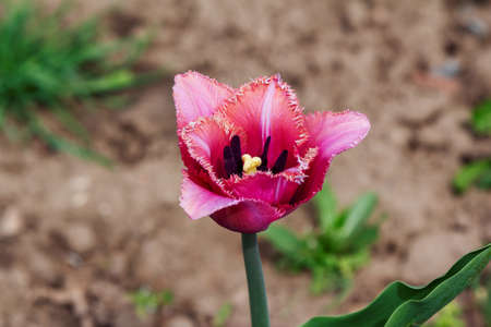 Close up beautiful pink fringed or terry tulip flower growing in a gardenの写真素材