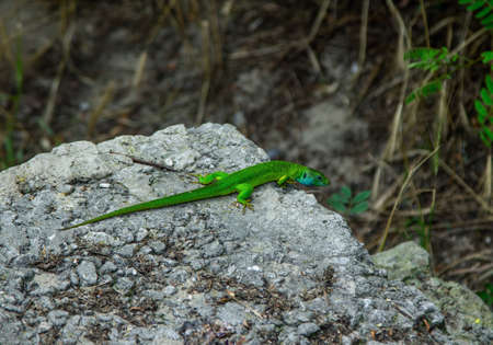 Bright green lizard with long tail sitting on the stone in a forest. Reptile crawling on the cliff.の写真素材