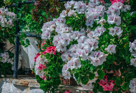 Beautiful blooming geranium bush with white and pink flowers growing in the gardenの写真素材