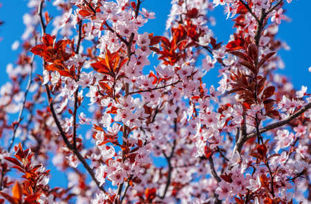 Beautiful blooming cherry tree branches with pink flowers growing in a garden. Spring nature...
