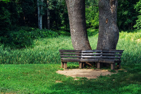 Summer landscape - park with wooden bench near the tree on the meadow with green grass. Relaxation area.の写真素材