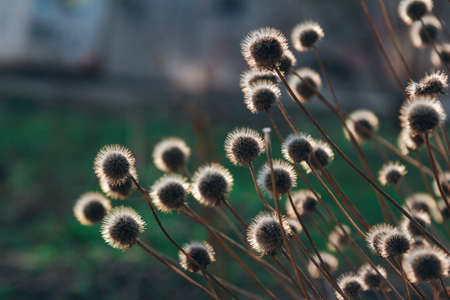 Dry flowers in the garden - stems and spherical shape heads. Late summer nature.の写真素材