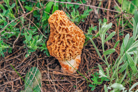 Common morel fungus- Morchella esculenta - edible mushroom growing on the meadowの写真素材
