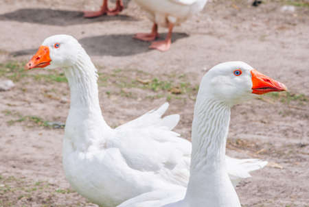 White geese walking on the meadow with green grass at farm. Domestic birds.の写真素材