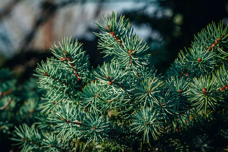 Spruce tree branch with green needles nature background. Summer forest details.