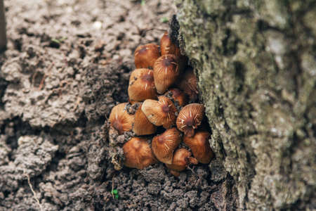Brown Psilocybe mushroom growing on the ground near tree trunk in a forestの写真素材