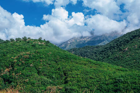 Summer landscape - mountains, covered with green trees and white clouds on blue sky.の写真素材