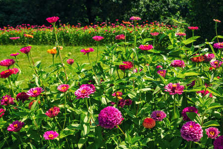 Natural background with beautiful bright pink - zinnia flowers, growing in the garden.の写真素材