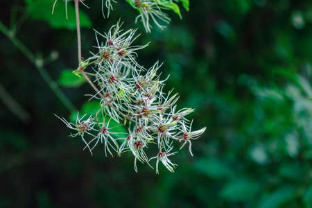 Unripe soft seed heads of clematis vitalba (Travelers Joy plant) on a branchの写真素材