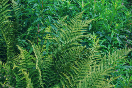 Wild fern with green leaves growing in the forest. Exotic tropical plant.の写真素材