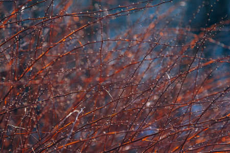 Beautiful spring nature background- view of first buds on brunches of bush, growing in the garden....