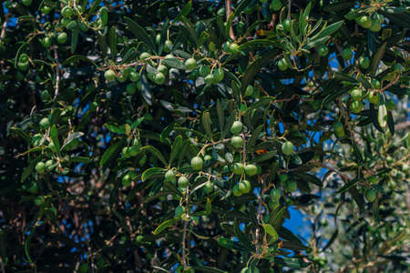 Unripe olive fruits and green leaves on a branch of olive tree, growing in the garden.の写真素材