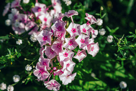 Beautiful blooming phlox with pink flowers, growing in a summer gardenの写真素材