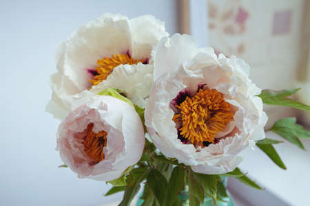 Beautiful white peony suffruticosa or tree peonies flowers bouquet with water drops on petals on a white background.の写真素材