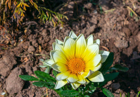 Beautiful blooming yellow gazania flower growing in the garden. spring nature.
