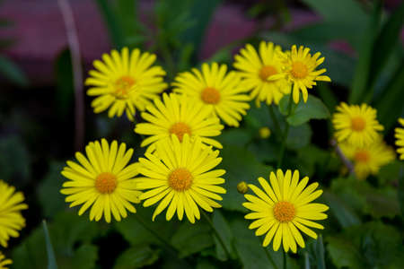 Beautiful blooming Doronicum â€“ bright yellow flowers growing in the garden