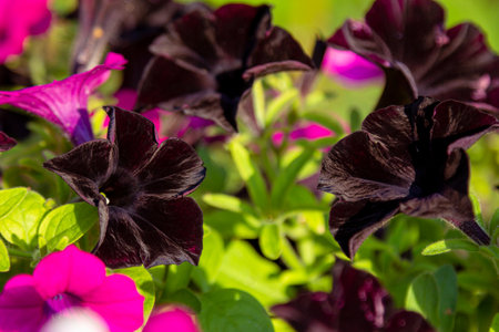 Beautiful blooming quince tree - close up pink flowers on a tree branches. spring natureの写真素材