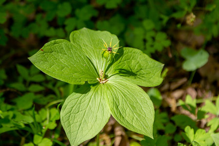 Paris quadrifolia or true lover's knot blooming plant growing in the forest.の写真素材