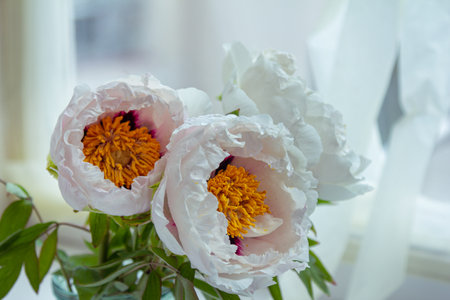 Beautiful white peony suffruticosa or tree peonies flowers bouquet with water drops on petals on a white background.の写真素材
