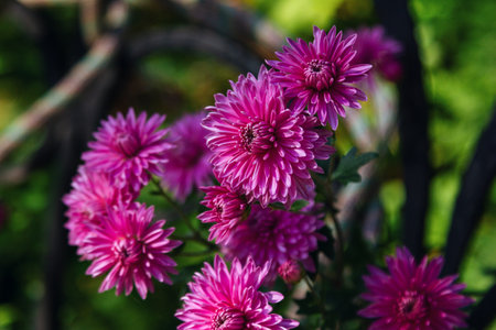 Close up beautiful fresh pink chrysanthemum flowers growing in the garden. natural background.の写真素材
