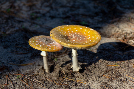 Ripe fly agaric mushrooms with red hats growing in a forest