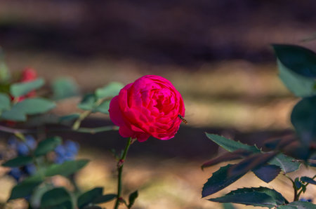 Close up beautiful red rose flower growing in the garden and bee flying near its petalsの写真素材