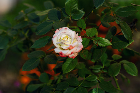 Beautiful rose with white and red petals flower and buds with rain drops on petals, growing in the garden. summer nature.の写真素材