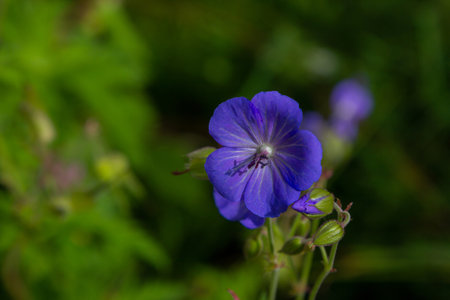 Close up beautiful bright blue Geranium pretense or Meadow Cranesbill wild flower growing on the meadowの写真素材