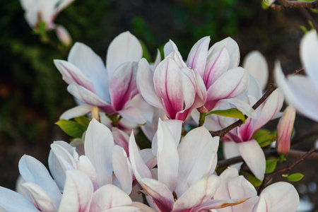 Close up beautiful white and pink magnolia flowers â blooming bush growing in a gardenの写真素材