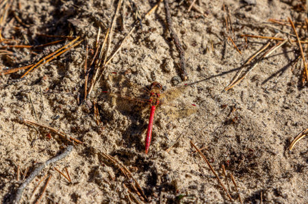 Close-up dragonfly with red body and transparent wings on sandの写真素材