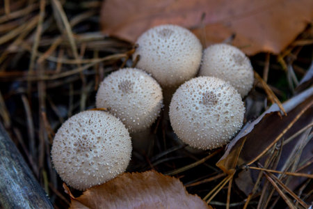 Close up View of Lycoperdon - puffball mushrooms growing in the forest.の写真素材