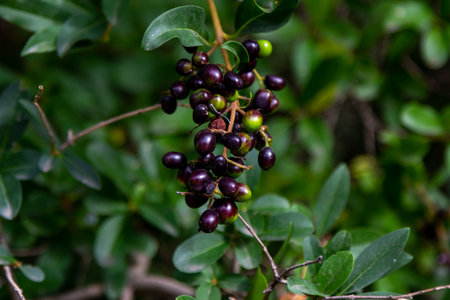 Close up black berries on brunches of a bush of wild privet (Ligustrum vulgare), growing in the gardenの写真素材