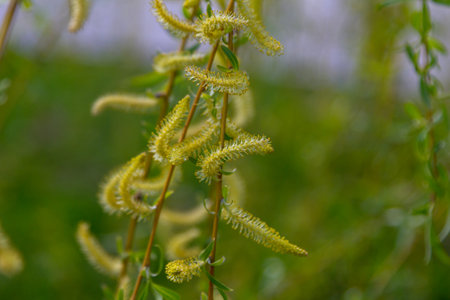 Close up beautiful blooming branches of a willow tree. spring nature.の写真素材