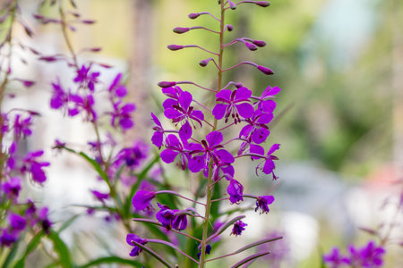 Close up bright purple Willow herb (fireweed or Ivan-tea) Elobium flowers, growing on the meadowの写真素材