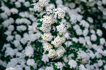Spiraea thunbergii, white flowers on a bush