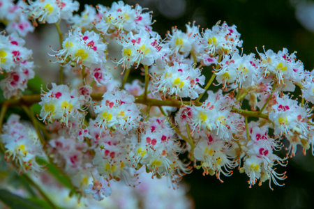 Beautiful white chestnut flowers on a tree in the garden.の写真素材