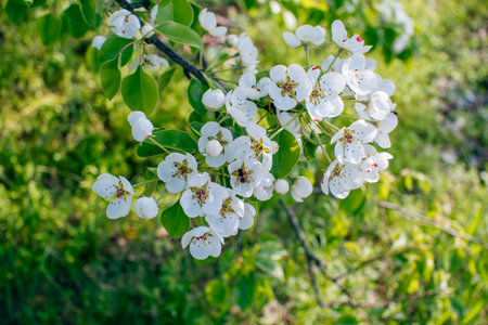 White flowers on the branches of a blossoming apple tree in springの写真素材