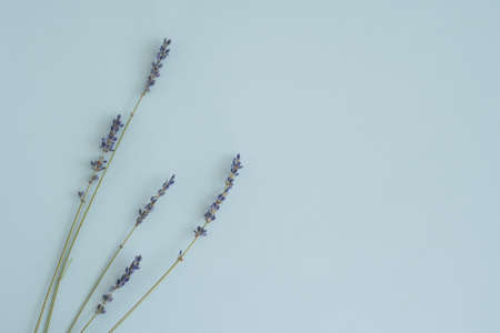 Sprigs of dry lavender on a pastel blue background with place for text, top view, flat lay, top view. Beautiful minimalistic dried flowers backgroundの写真素材