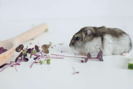 The hamster eats fresh microgreens on a white table. Healthy food, diet food. Superfood, sprouts....