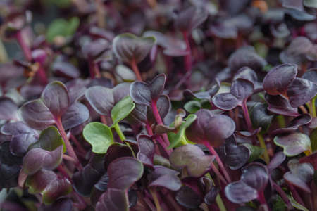 Food trend is fresh microgreens. Fresh baby sango radish sprouts close-up. Nutrition and health conceptの写真素材