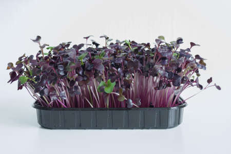 Germination of sango radish microgreen sprouts using hydroponics on a jute substrate. Food trend, healthy food. Microgreens are rich in vitamins and mineralsの写真素材